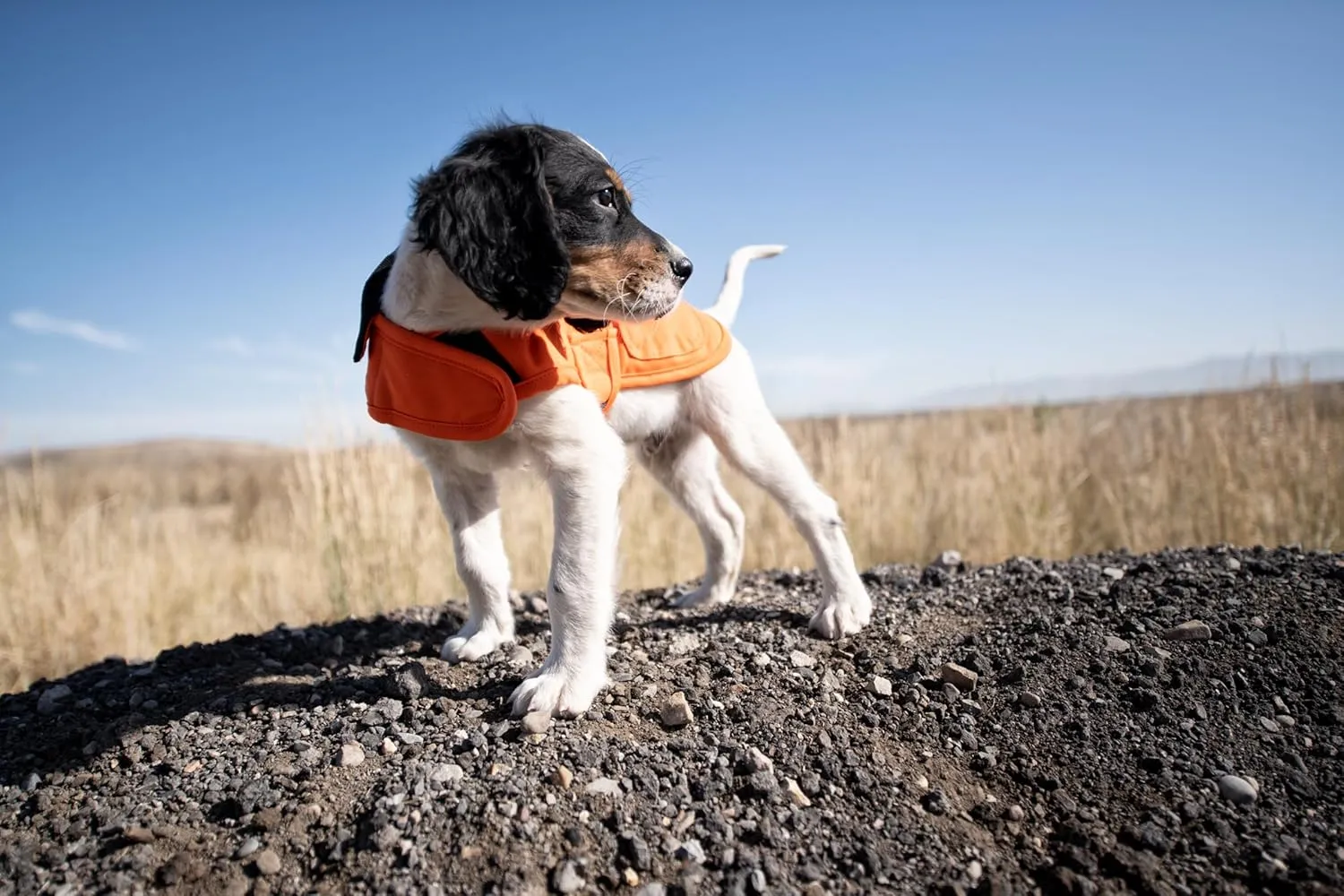 Carhartt Firm Duck Insulated Dog Chore Coat, Durable Weather Resistant Coat for Cold and Windy Conditions, Contains PFAS (Hunter Orange), Small