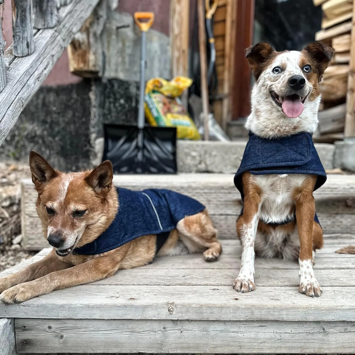 Carhartt Firm Duck Insulated Dog Chore Coat, Durable Weather Resistant Jacket for Cold and Windy Conditions, PFAS Free (Denim), Small