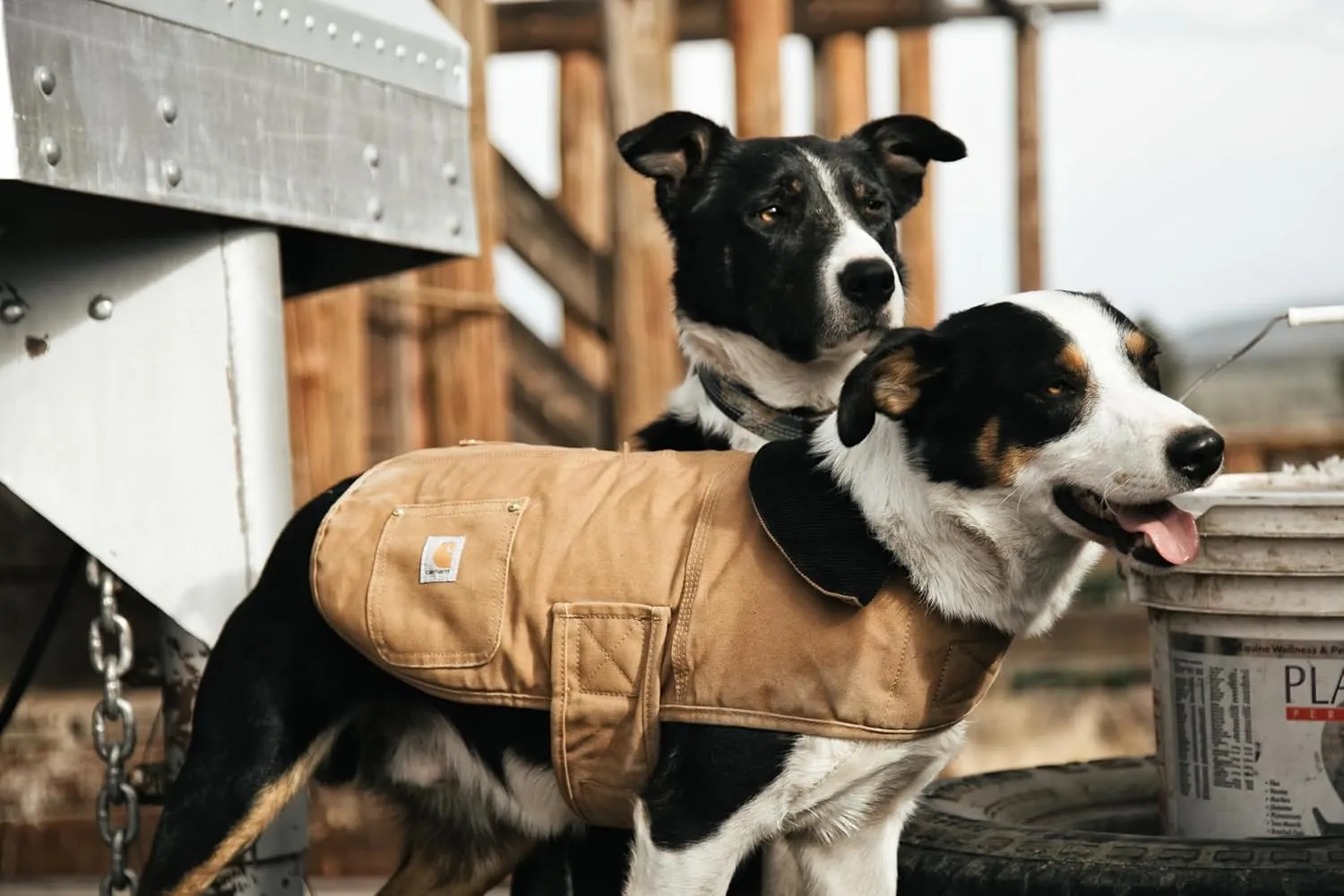 Carhartt Gear P0000340 Firm Duck Insulated Dog Chore Coat - Small - Carhartt Brown