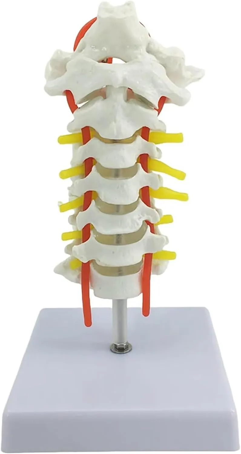 Occipital Vertebral Artery Spinal Nerves Cervical Spine Model Spinal Nerve Model Human Cervical Model with Neck Artery Teaching Model