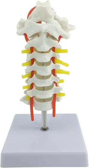 Occipital Vertebral Artery Spinal Nerves Cervical Spine Model Spinal Nerve Model Human Cervical Model with Neck Artery Teaching Model